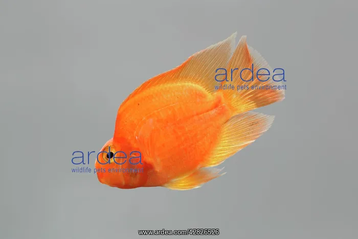 : Red Parrot Cichlid - hybrid of red headed & midas : Red Parrot Cichlid - hybrid of red headed & midas