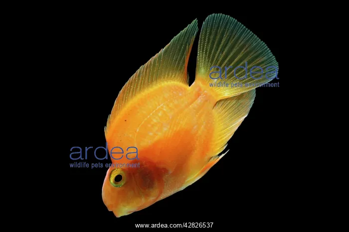 : Red Parrot Cichlid - hybrid of red headed & midas : Red Parrot Cichlid - hybrid of red headed & midas
