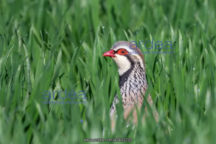 : RED PARTRIDGE : RED PARTRIDGE