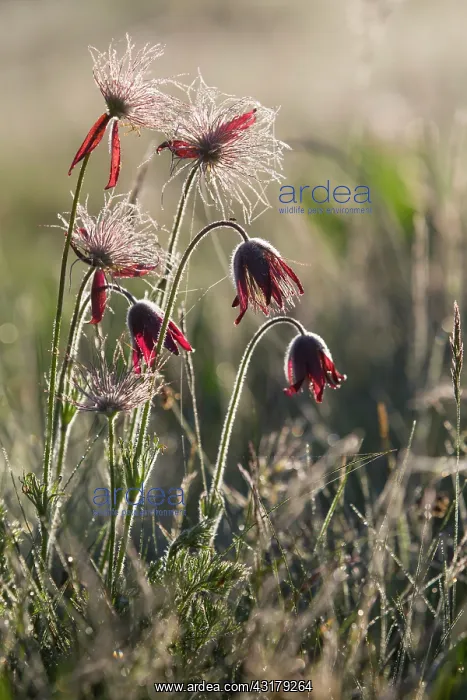 : Red Pasque Flower (Pulsatilla rubra), Glowers group : Red Pasque Flower (Pulsatilla rubra), Glowers group