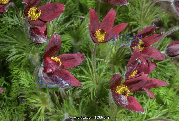 : Red Pasque Flower, Pulsatilla rubra, France : Red Pasque Flower, Pulsatilla rubra, France