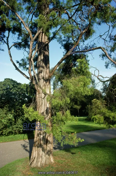 : Red or Pencil CEDAR tree : Red or Pencil CEDAR tree