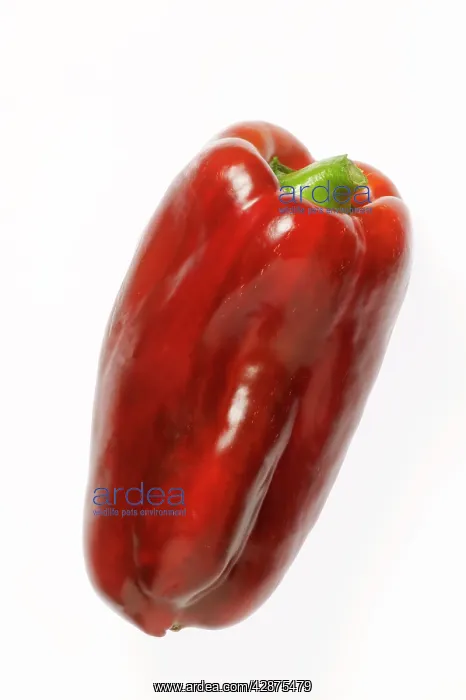  : Red Pepper