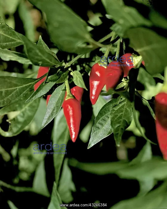: Red Pepper : Red Pepper