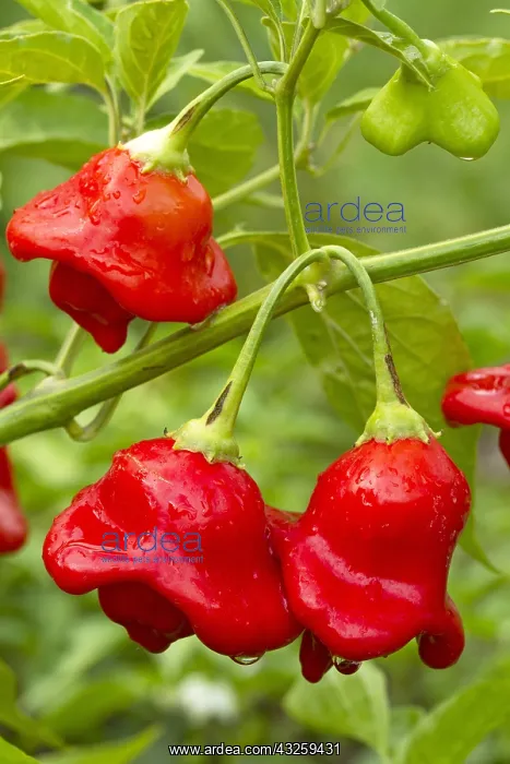 : Red Pepper (Capsicum baccatum var. pendulum Bishop's : Red Pepper (Capsicum baccatum var. pendulum Bishop's