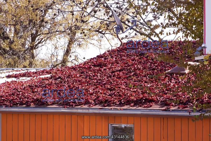 : Red Peppers drying : Red Peppers drying