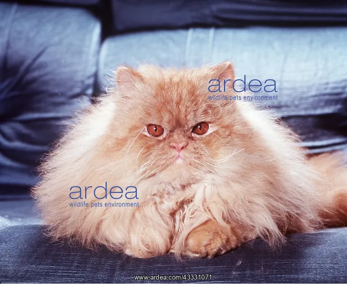 : RED PERSIAN CAT : RED PERSIAN CAT