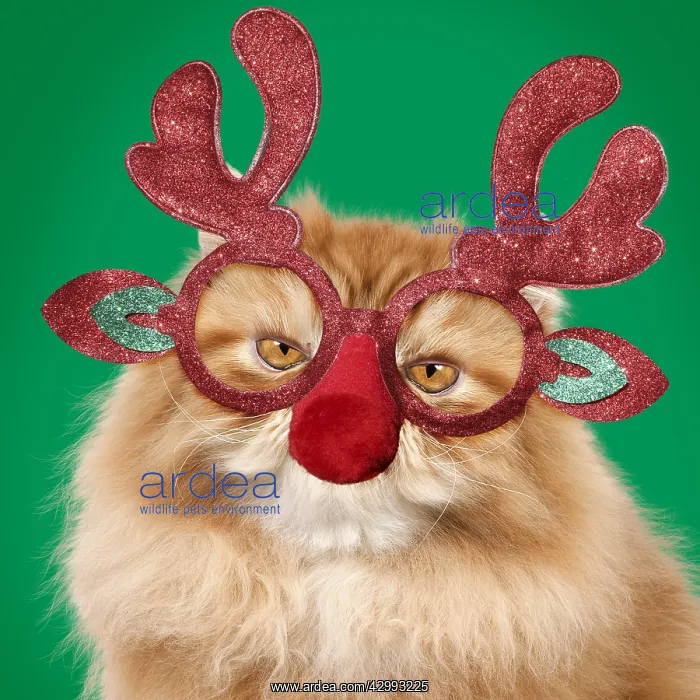 : Red Persian Cat wearing Christmas glasses, Grumpy : Red Persian Cat wearing Christmas glasses, Grumpy