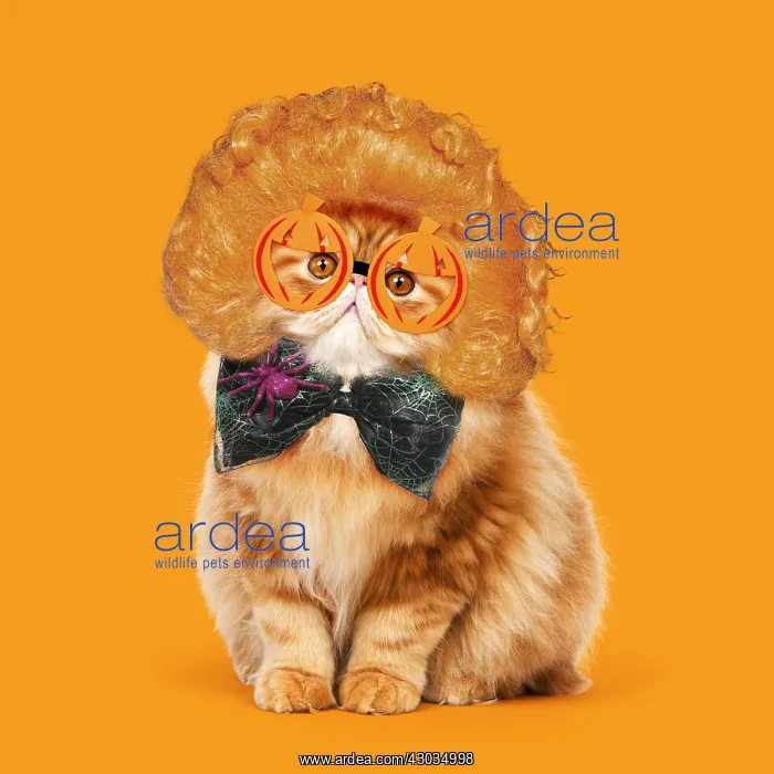 : Red Persian Cat wearing ginger wig, pumpkin glasses : Red Persian Cat wearing ginger wig, pumpkin glasses