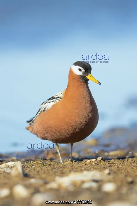 : Red Phalarope female : Red Phalarope female