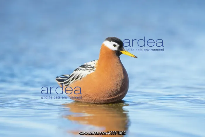 : Red Phalarope female : Red Phalarope female