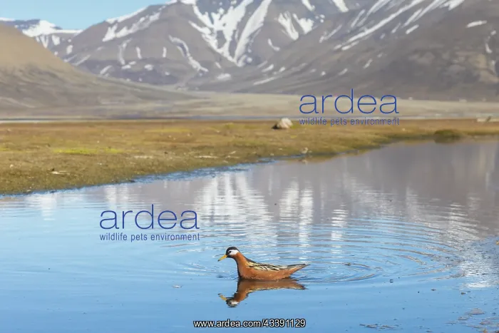 : Red Phalarope female : Red Phalarope female