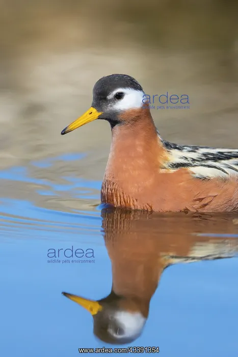 : Red Phalarope female : Red Phalarope female