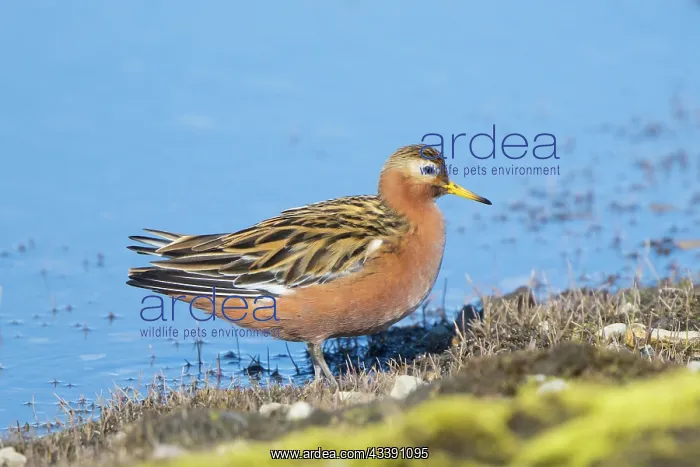 : Red Phalarope male : Red Phalarope male