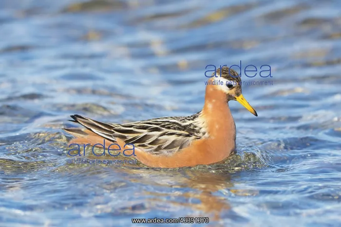 : Red Phalarope male : Red Phalarope male