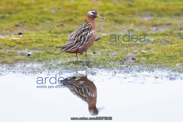 : Red Phalarope male : Red Phalarope male