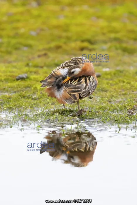 : Red Phalarope male : Red Phalarope male