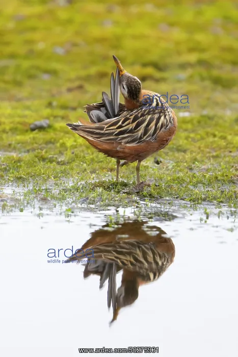 : Red Phalarope male : Red Phalarope male