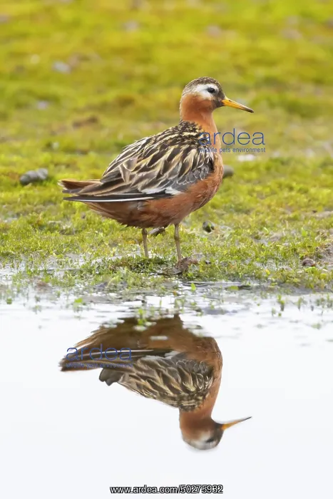 : Red Phalarope male : Red Phalarope male