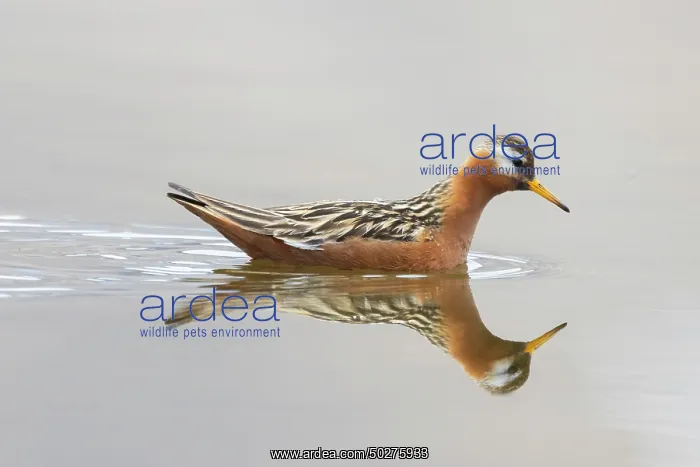 : Red Phalarope male : Red Phalarope male