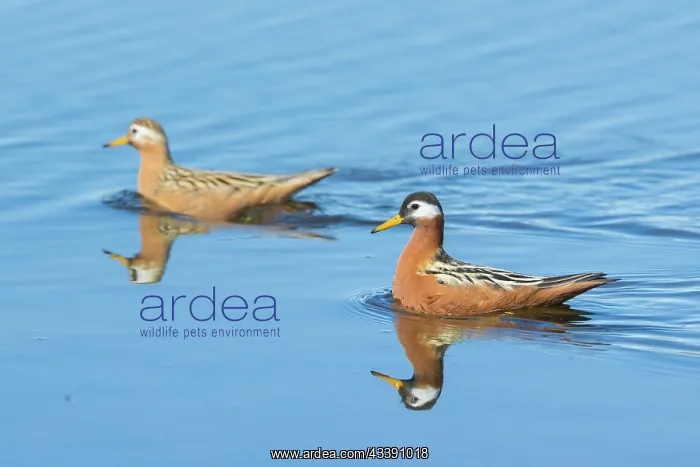 : Red Phalarope pair : Red Phalarope pair