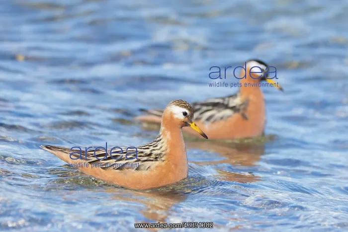 : Red Phalarope pair : Red Phalarope pair
