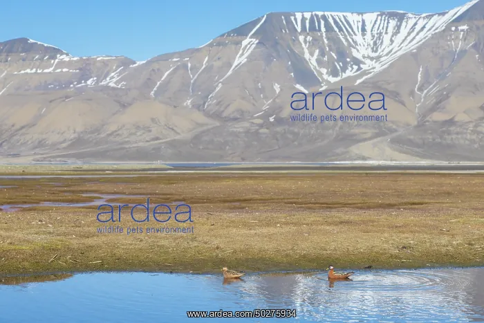 : Red Phalarope pair : Red Phalarope pair