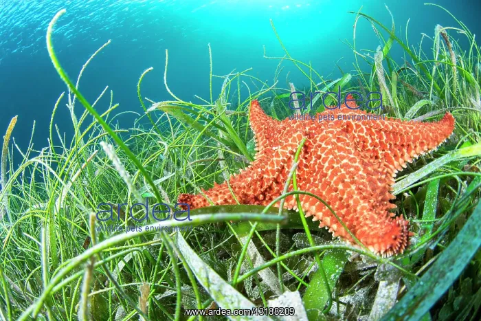 : Red pillow star (Oreaster reticulatus) in a mixture : Red pillow star (Oreaster reticulatus) in a mixture