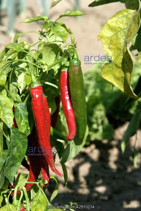  : Red Pimento