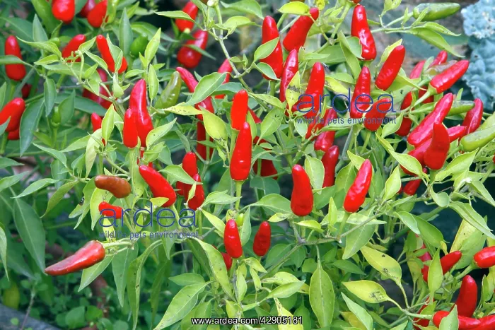 : Red pimento / pepper : Red pimento / pepper