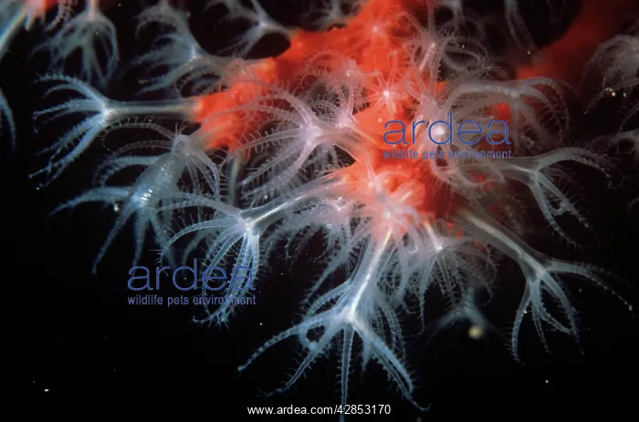 : Red & Pink Coral - Also known as: precious coral : Red & Pink Coral - Also known as: precious coral
