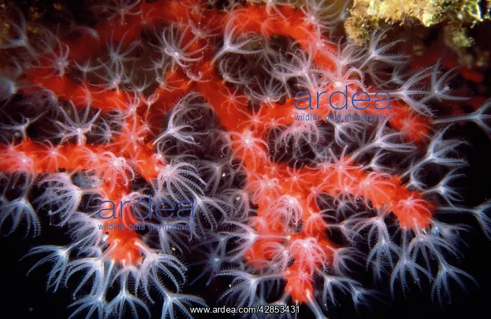 : Red & Pink Coral - Also known as: precious coral : Red & Pink Coral - Also known as: precious coral