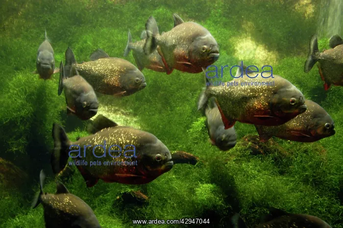 : Red Piranha - freshwater fish : Red Piranha - freshwater fish