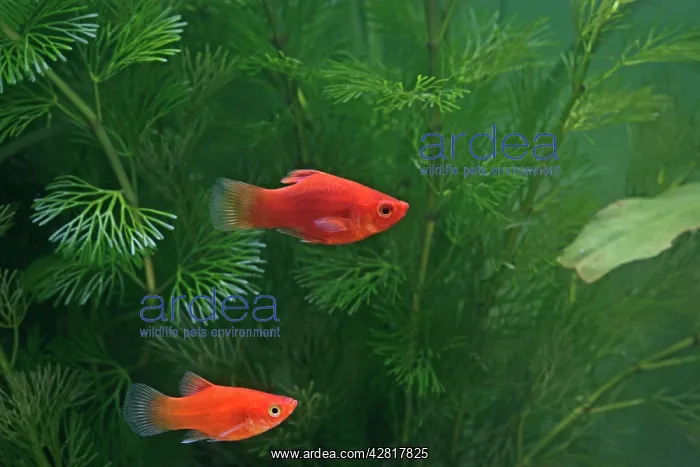 : Red platy - pair side view : Red platy - pair side view