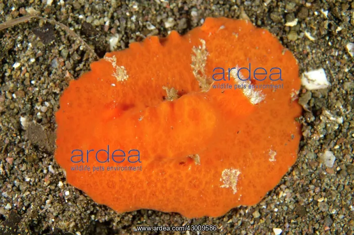 : Red Platydoris Nudibranch Torpedo Alley dive site : Red Platydoris Nudibranch Torpedo Alley dive site