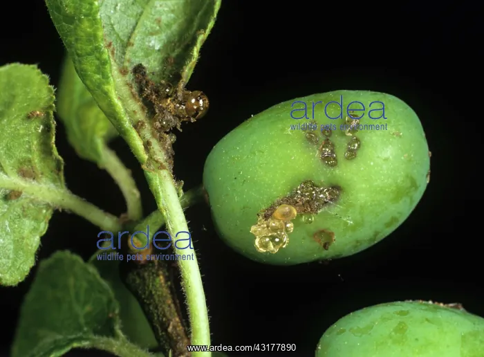 : Red plum maggot damage : Red plum maggot damage