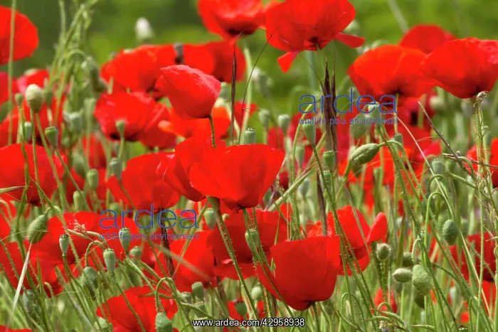 : Red Poppies : Red Poppies