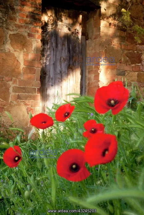 : Red Poppies in front of ancient door below : Red Poppies in front of ancient door below