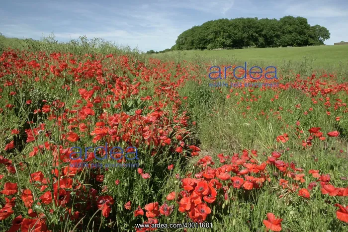 : Red Poppies in field near Cirencester, Cotswolds, UK : Red Poppies in field near Cirencester, Cotswolds, UK