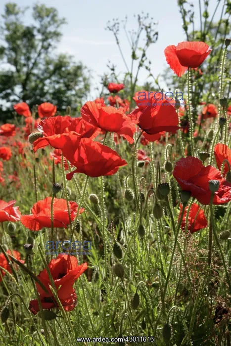 : Red Poppies in field near Cirencester, Cotswolds, UK : Red Poppies in field near Cirencester, Cotswolds, UK
