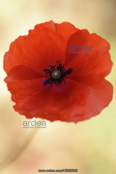 : Red Poppy. Poppy (Papaver rhoeas) in a wheat field : Red Poppy. Poppy (Papaver rhoeas) in a wheat field