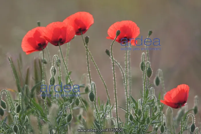: Red Poppy. Group of flowering Common Poppy (Papaver rhoeas) : Red Poppy. Group of flowering Common Poppy (Papaver rhoeas)