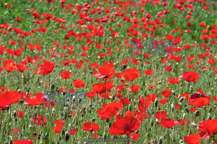 : Red Poppy. Flowering field of Corn Poppy (Papaver rhoeas) : Red Poppy. Flowering field of Corn Poppy (Papaver rhoeas)