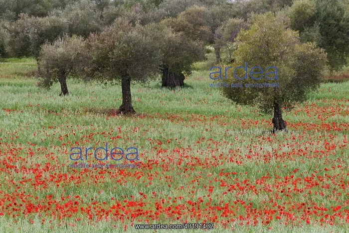 : Red Poppy. Olive (Olea europaea) grove with Red Poppies : Red Poppy. Olive (Olea europaea) grove with Red Poppies