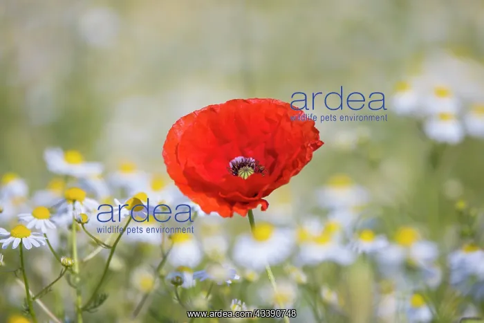 : Red Poppy - flowering poopy - Germany : Red Poppy - flowering poopy - Germany