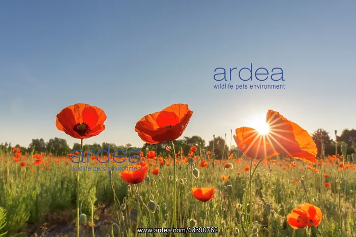 : Red Poppy - flowering poopy - Germany : Red Poppy - flowering poopy - Germany