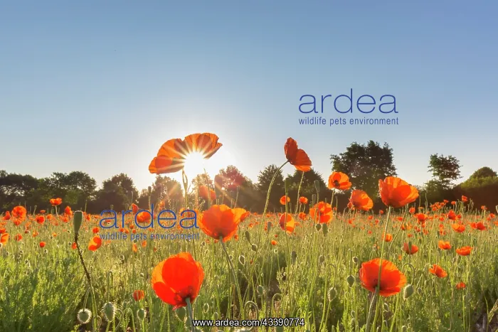 : Red Poppy - flowering poopy - Germany : Red Poppy - flowering poopy - Germany