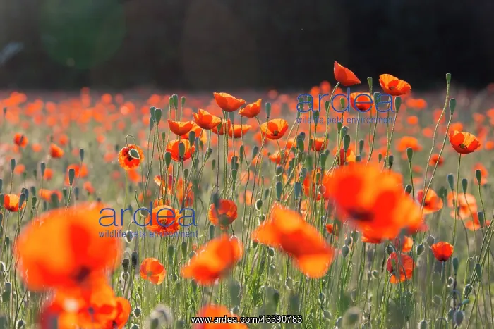 : Red Poppy - flowering poopy - Germany : Red Poppy - flowering poopy - Germany