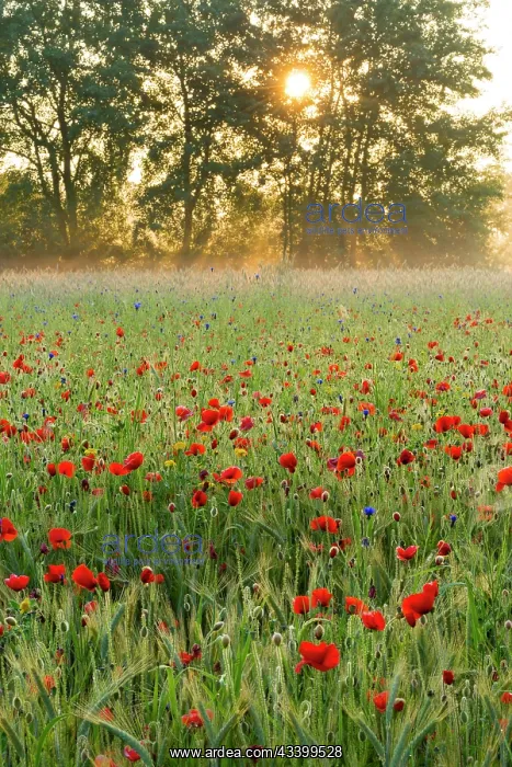 : Red Poppy. Flowering Poppy (Papaver rhoeas) field : Red Poppy. Flowering Poppy (Papaver rhoeas) field