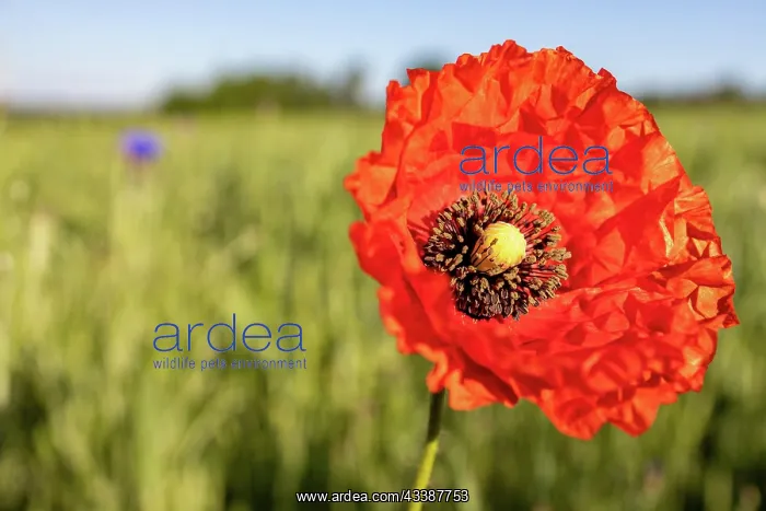  : Red poppy blossom